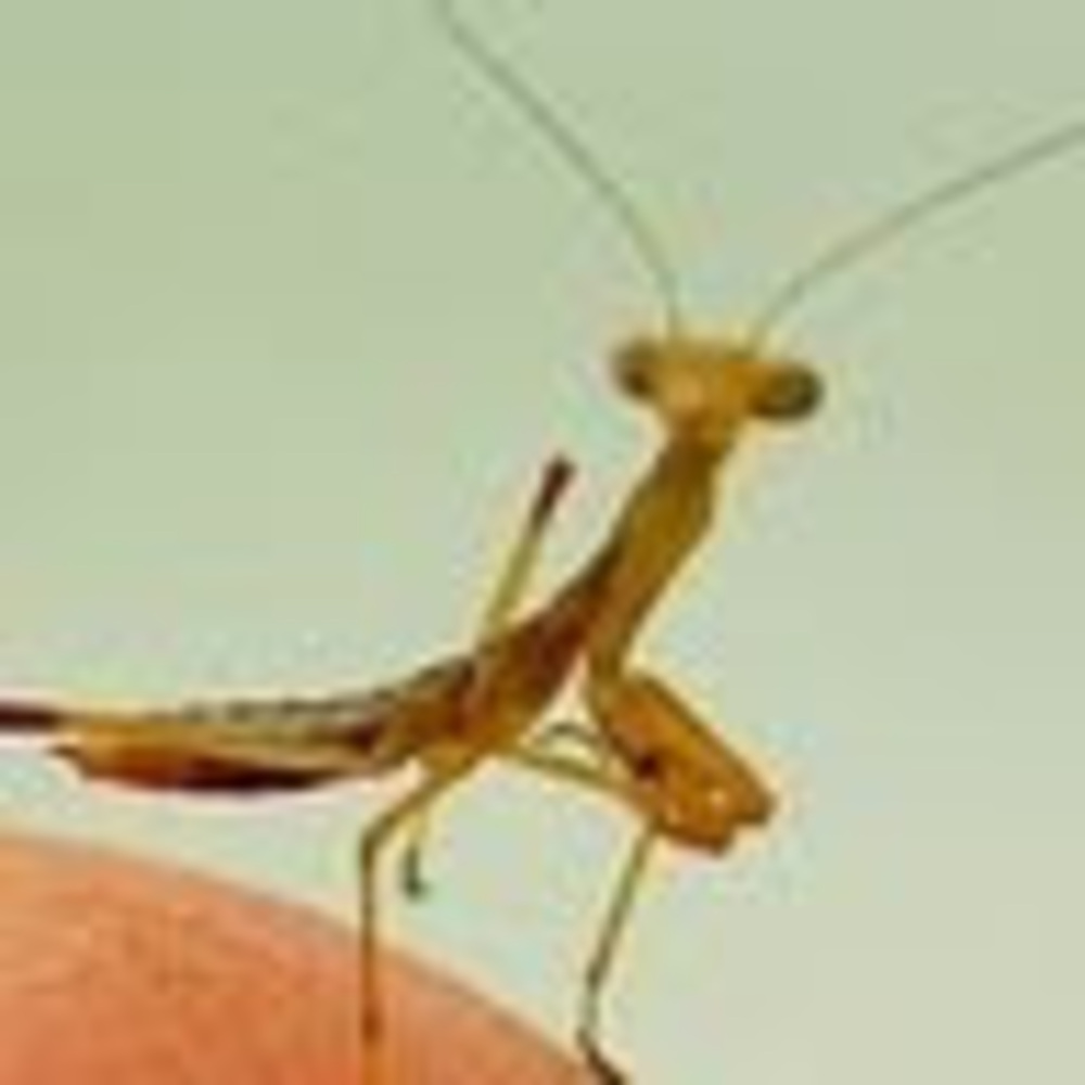 Meet your Posher, Shawn